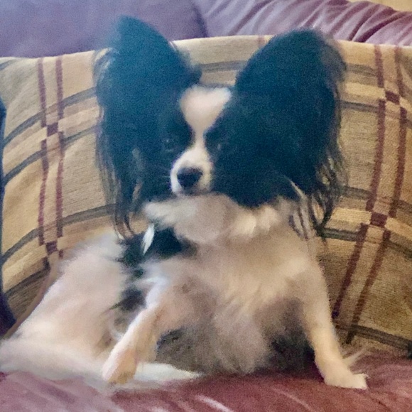 Meet your Posher, Donna - Picture 2 of 2